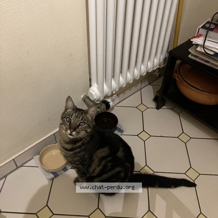 Foto 1/1 Wiedergefundene Katze Verloren in Luxembourg