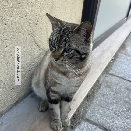 Photo 1/1 Found cat Found in Paris