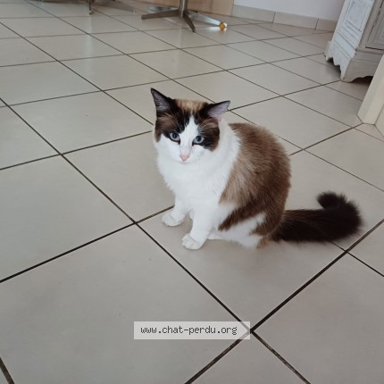 Photo 1/1 Reunited cat Lost in Nantes