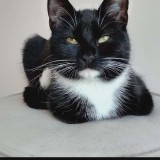 sacha