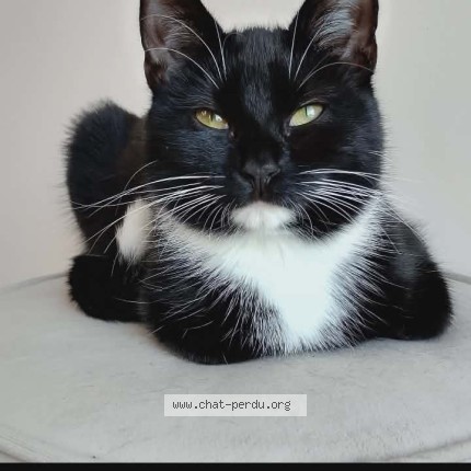 Foto van vermiste kat in Verviers