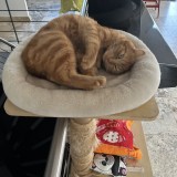 Caramel