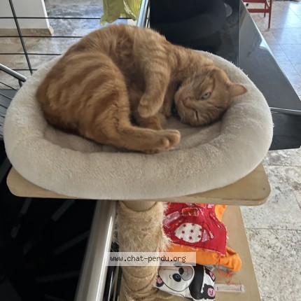 Foto 1/1 Wiedergefundene Katze Verloren in Marsens