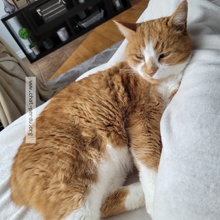 Photo 1/1 Teddy Cat lost in Drummondville