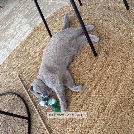 Picture of cat lost at Perols