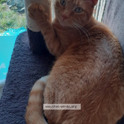 Photo of a cat found in Thumeries