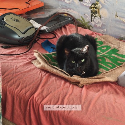 Photo of a cat found in Togny Aux Boeufs