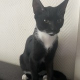 lila