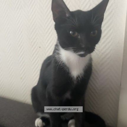 Foto van vermiste kat in Bruxelles