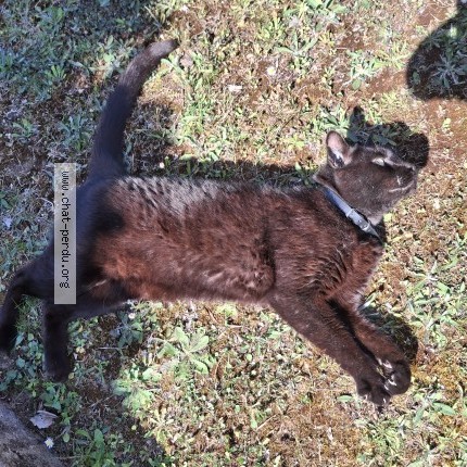 Photo 1/1 Found cat Found in Sadirac