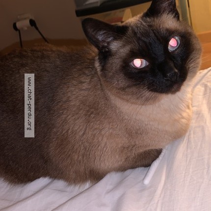 Foto 1/1 kiwi Kat vermist in Saint Josse Ten Noode