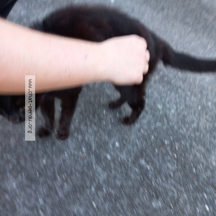 Photo 1/1 Found cat Found in Talence