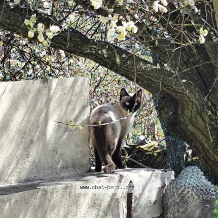 Picture of cat found at Coutanzouce