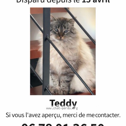 Photo 1/1 teddy Cat lost in Hiis