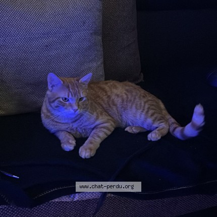 Foto 1/1 coquillage Katze verloren in Marly