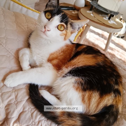 Photo of a cat found in Perpignan