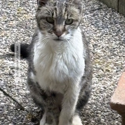 Photo 1/1 Found cat Found in Talence