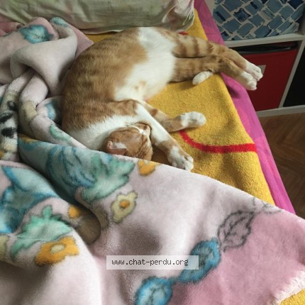 Picture of cat lost at Paris