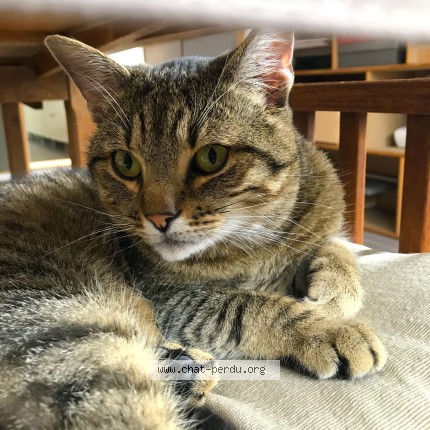 Foto 1/1 Balou Kat vermist in Redu