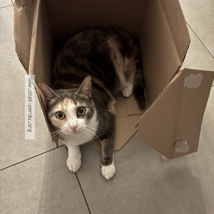 Foto 1/1 Swala Katze verloren in Martigny Vs