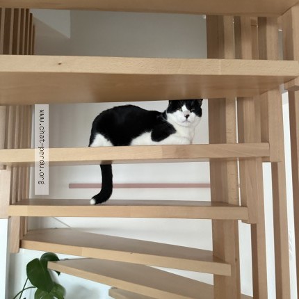 Picture of cat lost at Saussan