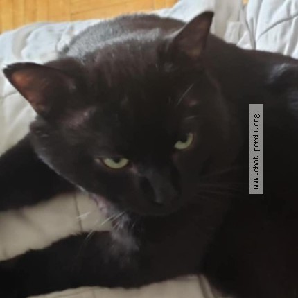 Photo 1/1 Barnie Cat lost in Montreal