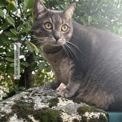 Photo of a cat found in Toulouse
