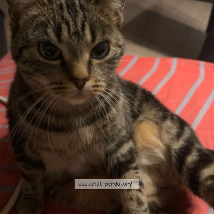 Foto van vermiste kat in Auderghem
