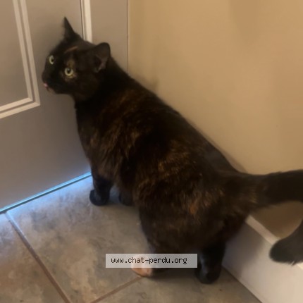Photo 1/1 Berry Cat lost in Chambly
