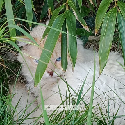 Photo 1/2 Found cat Found in Saint Dizier