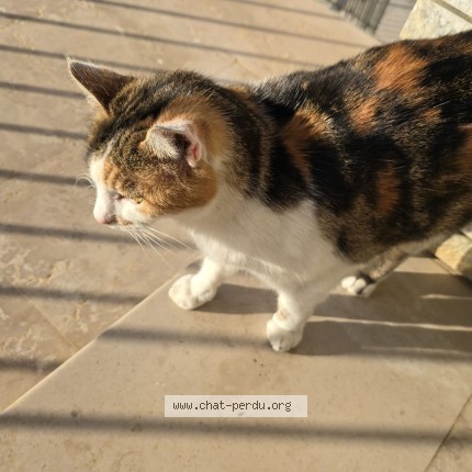 Photo 1/1 Found cat Found in Besancon