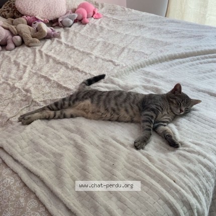 Foto van vermiste kat in Yvoir