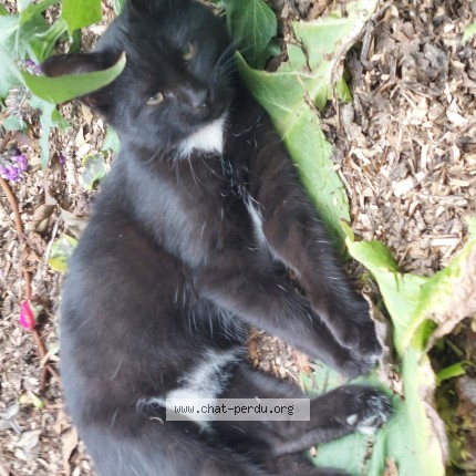 Foto 1/1 spirou Kat vermist in Havre