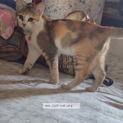 Photo 1/1 zuri Cat lost in Katihar