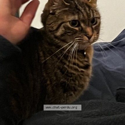 Photo of a cat found in Vincennes