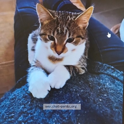 Foto van vermiste kat in Egheze