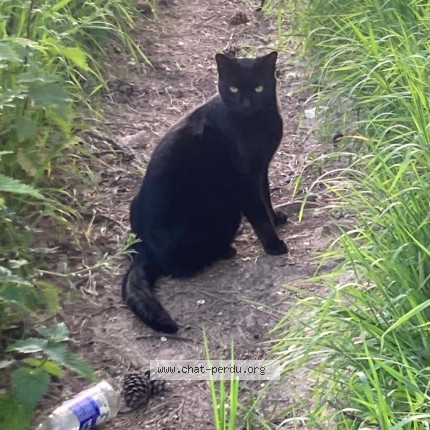 Photo 1/1 Found cat Found in Amiens