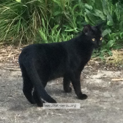 Photo of a cat found in Vimoutiers