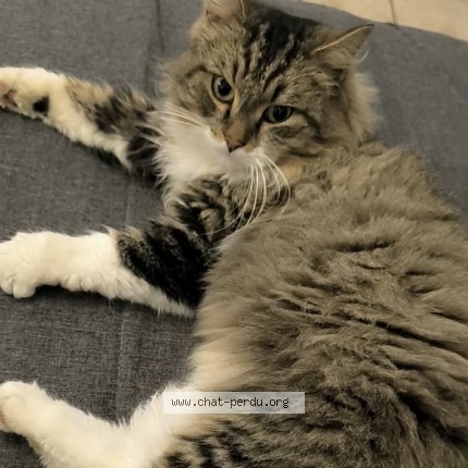 Foto 1/1 Gucci Kat vermist in Ougree