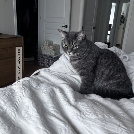 Photo 1/1 Gollum Cat lost in Verdun Ile Des Soeurs