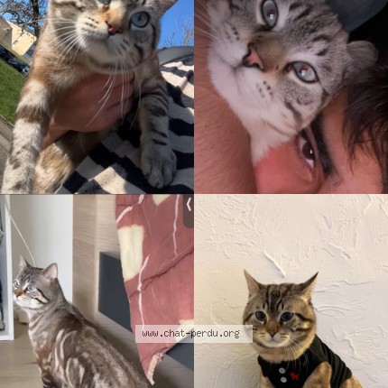 Picture of cat lost at Argenteuil