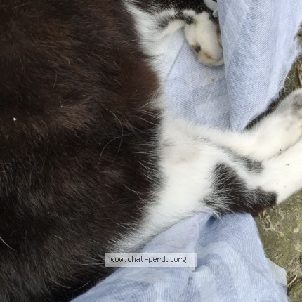 Foto van gevonden kat in Bruxelles