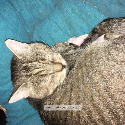 Photo of a cat found in Saint Usage