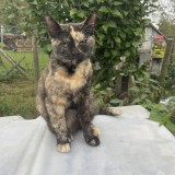 cl&eacute;opatre