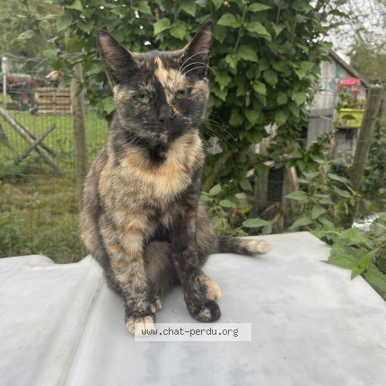 Foto 1/1 cléopatre Kat vermist in Ayeneux