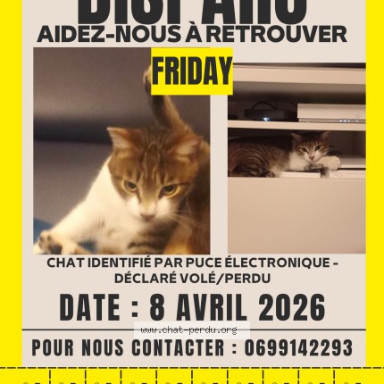 Photo of a cat found in Fleury Sur Orne