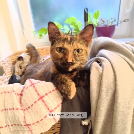Photo of a cat found in La Villetelle