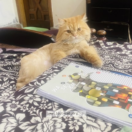 Photo 1/1 jasu Cat lost in Gujranwala