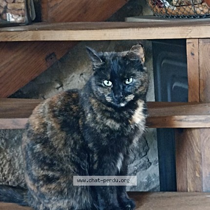 Photo of a cat found in La Villetelle