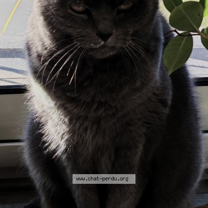 Photo 1/1 Choupette Cat lost in Nantouillet